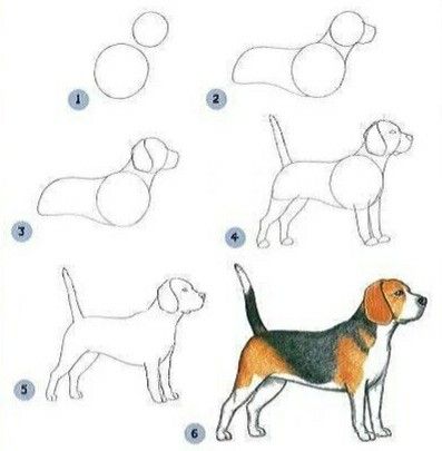 Trin For Trin Tegning, Dog Drawing Tutorial, Beagle Dogs, Drawing Instructions, Dog Steps, 강아지 그림, Beagle Dog, Step Drawing, Guided Drawing