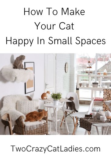 Cats In Small Spaces, Cat Set Up In Apartment, Small Apartment Cat, Kittens Care, Cat Apartment, Cat Enrichment, Cat Projects, Cat Bedroom, Living With Cats