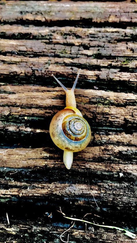 Colorful garden snail. Snail Image, Garden Snail, Pet Snails, Snail Art, Snails In Garden, Giant Tortoise, Bug Tattoo, Insect Photography, Garden Bugs