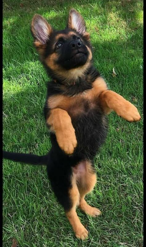 German Sheperd Dogs, Dog Behaviorist, Cute German Shepherd Puppies, Gsd Dog, Coban, Brown Dog, Cute Dogs And Puppies, Shepherd Puppies, How To Train