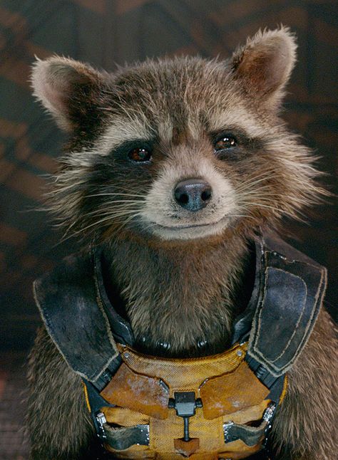 Bradley Cooper as the voice of Rocket Raccoon in Guardians of the Galaxy (2014) ; Guardians of the Galaxy Vol. 2 (2017) ; Avengers: Infinity War (2018) ; Avengers: End Game (2019) Rocket As A Human, Rocket Racoon, Crocheted Slippers, Not Musik, Comics Anime, Batman Begins, Rocket Raccoon, Peggy Carter, Ms Marvel