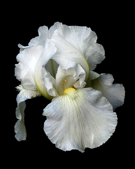 Simply perfect with a scent i wish i could bottle. Iris Immortality  by Ginther, via Flickr Spring Tones, White Iris, Floral Photography, Iris Flowers, Italian Wedding, Bw Photo, Large Flowers, Party Planner, Artist Inspiration