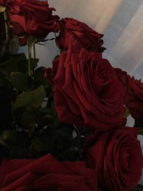 Wallpapers Roses, Red Photos, Dark Red Roses, Rose Aesthetic, Roses Wallpaper, Nothing But Flowers, Favorite Flower, 2023 Vision Board, Red Aesthetic