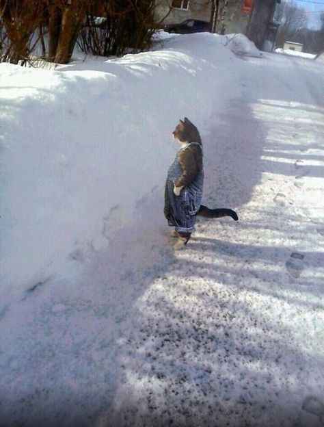 Cat wearing bib overalls in the snow. Image Chat, Funny Animal Photos, Funny Animal Memes, Funny Animal Pictures, Animal Photo, Animal Memes, 귀여운 동물, Cute Funny Animals, Crazy Cats