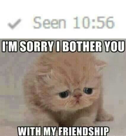 I'm sorry I bother you with my friendship :( Sorry Quotes, Crush Memes, Have A Laugh, Cute Kittens, I'm Sorry, You Funny, Animal Memes, Meme Pictures, Cute Quotes