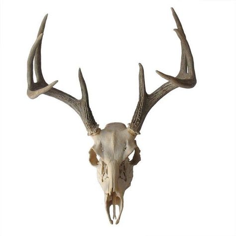 Weathered Deer Skull with Antlers (€235) ❤ liked on Polyvore featuring home, home decor, fillers, animals, decor, objects, backgrounds, decorative objects, skull home decor and deer antler home decor Antler Home Decor, Deer Skull With Antlers, Skull With Antlers, Deer Antler Decor, Skull Reference, Baba Jaga, Animal Skeletons, Decor Objects, Animal Skull