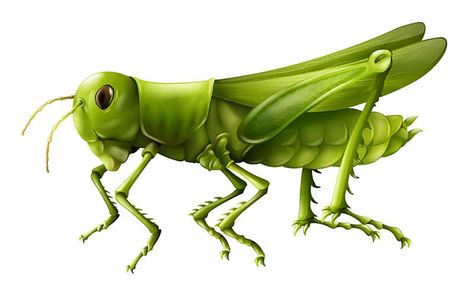 Origami Grasshopper, Grasshopper Pictures, Grasshopper Images, Grasshopper Pose, Cricket Insect, Anatomy Head, Green Grasshopper, Grass Vector, Sketch Icon