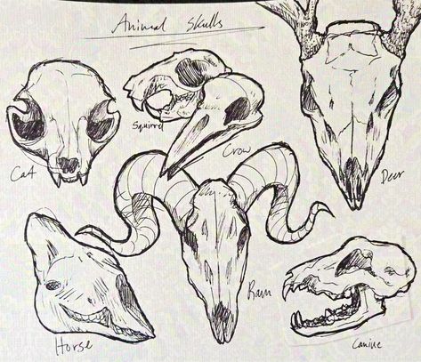 Animal skulls practice Media: Ink on paper ⁺‧₊˚ ཐི⋆♱⋆ཋྀ ˚₊‧⁺ #morute #skulls #moruteart #skullart Anatomy Drawing Practice, Animal Skull Drawing, Easy Skull Drawings, Bear Skull, Skull Sketch, Mask Drawing, Animal Skull, Skulls Drawing, Animal Bones