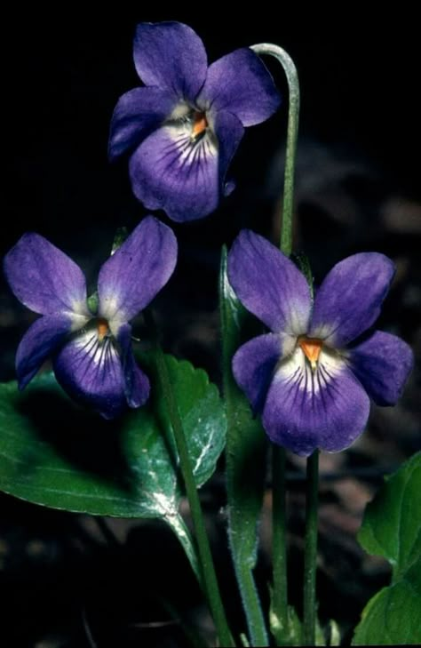 Pictures Of Violets, Purple Flowers Garden, All The Bright Places, Victorian Flowers, Violet Flower, Flower Pictures, Plant Life, Pansies, Pretty Flowers