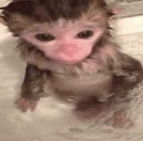 Funny Monkey Pictures, Cute Monkey Pictures, Cute Monkeys, Funny Monkey, Monkey Pictures, Monkeys Funny, Cute Monkey, Baby Monkey, Silly Animals