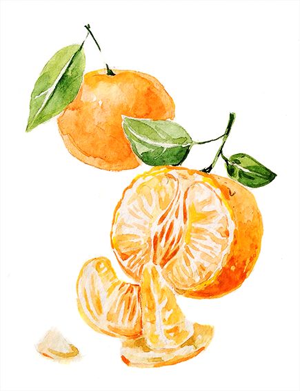 Art Alevel, Orange Citrus, Watercolor Fruit, Fruit Illustration, Fruit Painting, Botanical Watercolor, Orange Art, Fruit Art, Mandarin Orange