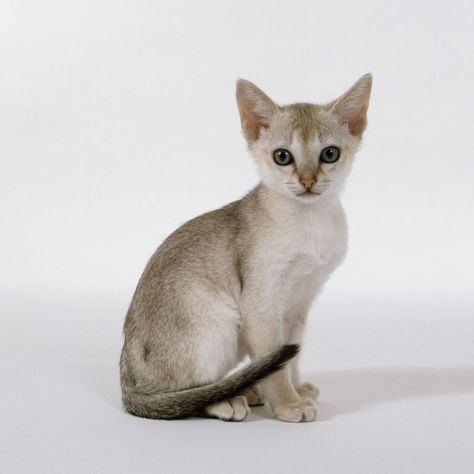 Dwelf Cat, Small Cat Breeds, Cat Breeds List, Cat Having Kittens, Singapura Cat, Laperm, Fancy Cats, Devon Rex, Curious Cat