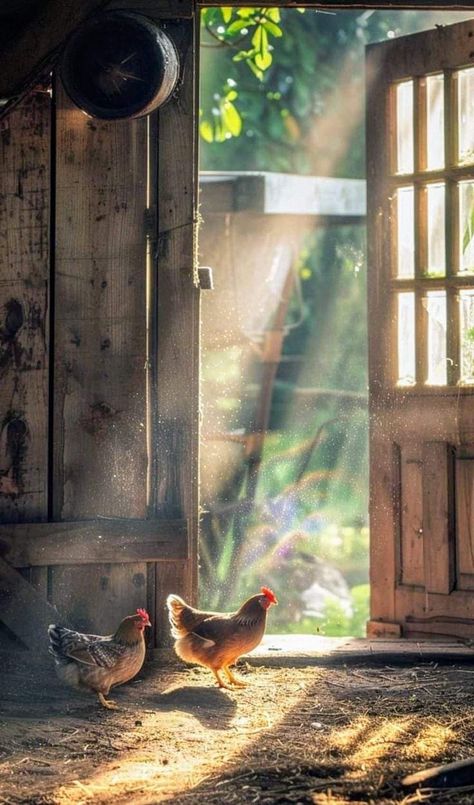 Chicken Care, Seasoned Chicken, Farm Lifestyle, Farm Photography, Sustainable Community, Farm Cottage, Backyard Chickens, Healthy And Happy, Chicken Farm