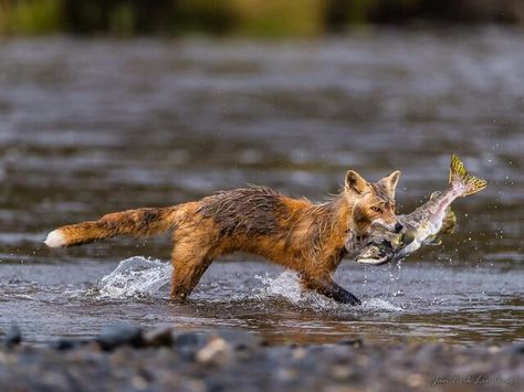 Fox is hunting or better fishing Fox Fishing, Heron Tattoo, Fox Hunting, 3d Drawings, Best Fishing, Red Fox, Dog Photography, Reference Images, Art References