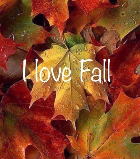 Hello Fall Quotes, Fall Pictures Nature, Autumn Poems, October Country, Fall Images, I Love Fall, Autumn Magic, Autumn Stickers, Autumn Scenes