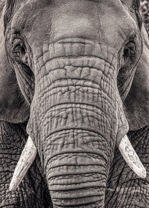 Elephant Photography, Amazing Animals, Elephants Photos, Albino Animals, Elephant Drawing, Elephant Love, Elephant Art, African Elephant, Animal Wallpaper