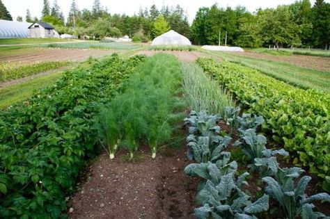 starter gardens- hay bale cold frames Starter Garden, Food Gardening, Organic Market, Farm Business, Permaculture Design, Market Garden, Garden Design Layout, Veg Garden, Farm Design