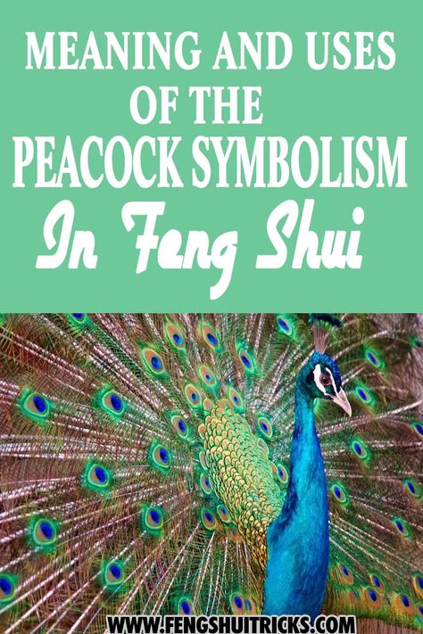 Feng shui is deeply connected to nature and aspires to help people live more harmoniously with it, including animals, plants, and flowers. One of Feng Shui’s strong connections with nature is the peacock. The Peacock bird is significant in Feng Shui. In this post, you'll learn the meaning and uses of the peacock symbolism in Feng Shui Peacock Symbolism, Peacocks Bird, Peacock Feather Decor, Feng Shui Money Frog, Money Frog, Peacock Bedroom, Peacock Artwork, Feng Shui Basics, How To Feng Shui Your Home