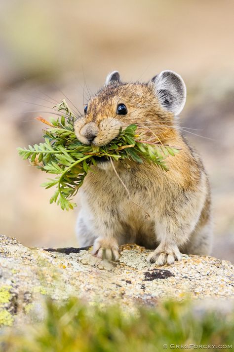 American Pika, 영감을 주는 캐릭터, Hamsters, Cute Creatures, Sweet Animals, Rodents, Animal Photo, Nature Animals, 귀여운 동물