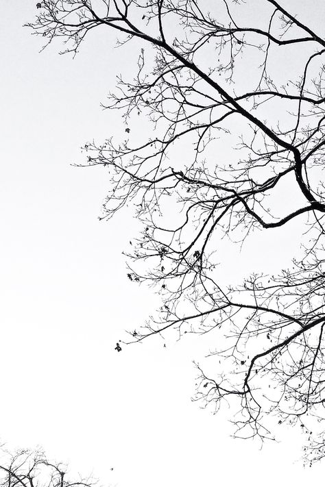 Last remnants of winter... | IG: @hauteatheart 숲 사진, Architecture Concept Diagram, Iphone Wallpaper Hipster, Tree Sketches, Black And White Tree, Dark Art Drawings, Cute Photography, Japanese Flowers, Tree Silhouette