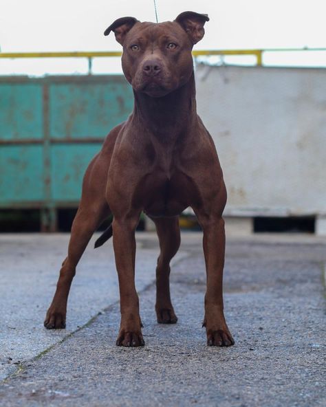 Brown Pitbull, American Staffy, Sketchbook Reference, Pitbull Dog Breed, Harley Davidson Artwork, Bully Breeds Dogs, Red Nose Pitbull, Pitt Bull, All Breeds Of Dogs