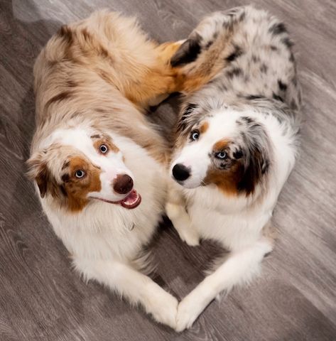 Valentine’s Day, Red Merle Australian Shepherd, Cute Dogs Images, Very Cute Puppies, Aussie Puppies, Aussie Dogs, Cute Dog Photos, Cute Animals Puppies, Very Cute Dogs