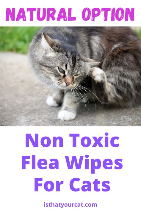 Effective and convenient. Find out how these wipes can be a hassle-free solution for keeping your cat flea-free. Peppermint Plants, Natural Pet Care, Tick Repellent, Cedar Oil, Pet Wipes, Flea Control, Natural Cat, Cat Fleas, Cat Care Tips