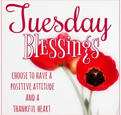 Have A Blessed Tuesday, Blessed Tuesday, Good Afternoon Quotes, Happy Tuesday Quotes, Afternoon Quotes, Bible Verse Pictures, Tuesday Quotes, Thankful Heart, Blessed Day