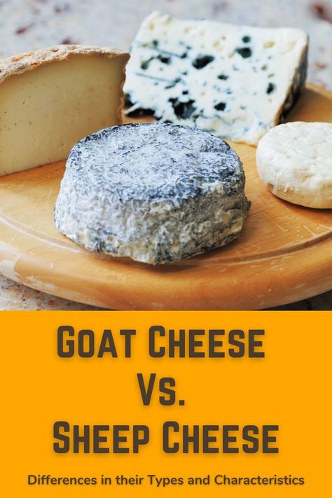 We'll be delving into differences between goat cheese and sheep cheese in terms of nutritional values, properties (smell, taste, appearance, etc.), and use cases. We'll also be showcasing the different types of goat and sheep cheese available in the dairy market, as well as recipes made using them. Read here... Cheese Types, Types Of Goats, Cheese Making Recipes, Sheep Cheese, Milk And Cheese, Types Of Cheese, Dairy Farms, Milk Recipes, How To Make Cheese