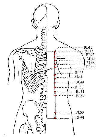 The Urinary Bladder Meridian - Guardian of Peace... Find energy points with FREE Printable Meridian chart Bladder Meridian, Meridian Acupuncture, Acupuncture Points Chart, Tcm Traditional Chinese Medicine, Urinary Bladder, Reflexology Chart, Lower Back Pain Relief, Acupuncture Points, Acupressure Points