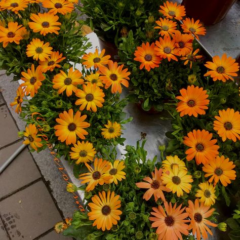 #aesthetic #fresh #flowers #marguerite #daisy #orange #pinterest #instagram #love #instagood #photography #art #nature #ideas Orange Daisy Flower, Namaqualand Daisies, Daisy Flower Drawing, Daisy Aesthetic, Princess Amelia, Marguerite Daisy, Orange Daisies, Nature Ideas, Orange Daisy