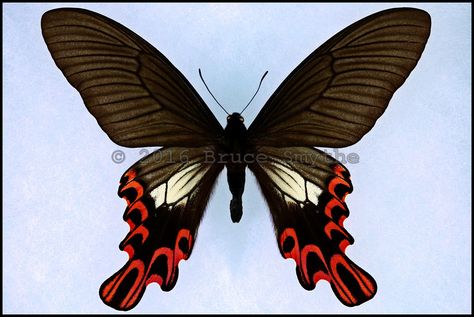 Papilio Maraho -Male -Taiwan -(4.5 in  wingspan).  Endemic to Taiwan and Extremely Rare. Butterfly Artwork, Arm Art, Butterfly Species, Butterfly Template, Butterfly Images, Animal Groups, Beautiful Bugs, Butterfly Pictures, Reptiles Pet