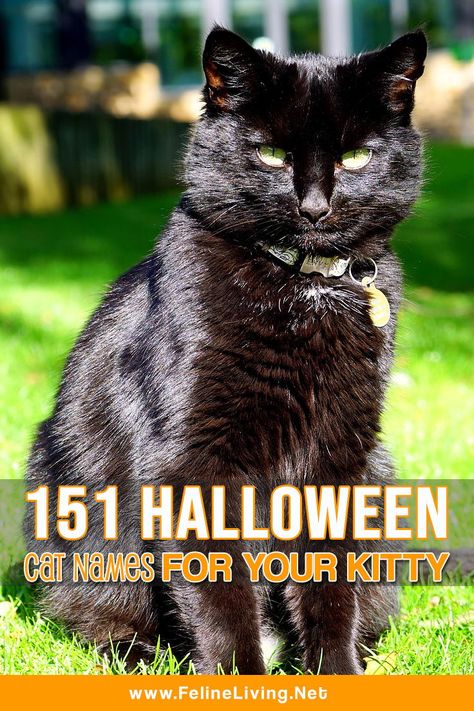 151 Best Halloween cat names for your scary feline!