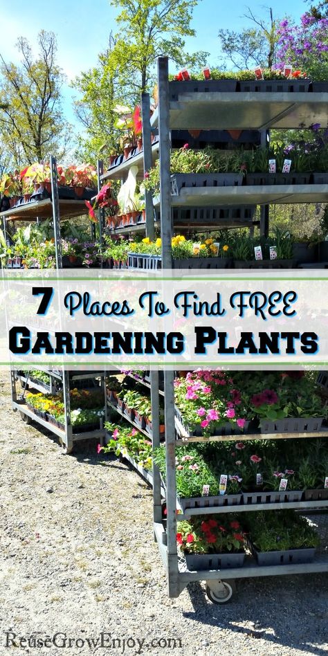 Building A Garden On A Budget, Cheap Pots For Plants, Garden Budget Ideas, Cheap Backyard Garden Ideas, Cheap Flower Garden Ideas, Vegetable Garden Diy On A Budget, Gardening Ideas On A Budget, Budget Friendly Garden Ideas, Cheap Plants For Landscaping