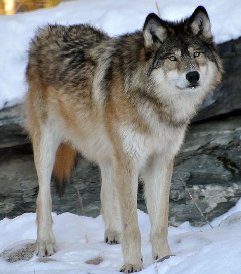 Wolves Aesthetic, Wolf Profile, Wolf Fantasy Art, Wolf In Snow, Cute Wolves, Timber Wolves, Wolf Magic, Female Wolf, Winged Wolf