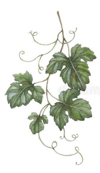 Grapes Leaves Drawing, Grape Leaves Illustration, Watercolor Grape Vines, Grape Vines Drawing, Grape Vine Illustration, Grape Leaves Drawing, Drawings Of Vines, Grape Vine Drawing, Wine Etiquette Design