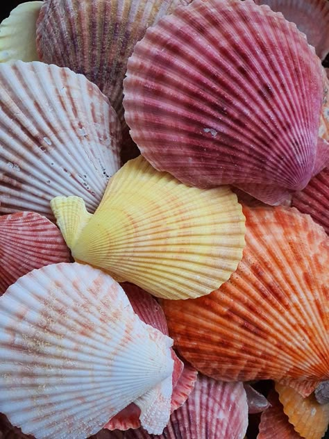 "Pecten Noblis Scallop Craft Shells - Striking Natural Coloured Shells Size: Approx 5-7cm Available in packs of; 100g - 8 to 10 shells (sold by weight) 200g - 16-20 shells (sold by weight) We also offer a sample shell in the variations, if you only need one to try! *Please be aware, the \"mix\" pack will contain a random choice of scallops and colours. Scallops are marine bi-valves found in all the world's oceans. In total there are some 350 species and many of them like our Pectin Fans are an i Beach Seashells, Bathroom Ornaments, Frog Pictures, Pocket T Shirt, Polo Shirts Men, Mermaid Dreams, Summer Mens, Shell Beach, Oceans Of The World