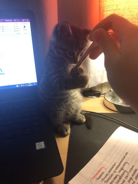 Claude doesnt let me study at night  Source: http://bit.ly/30z3JbV Studying At Night, Cat At Night, Cat Icon, Feline Animals, Pretty Animals, Pets Funny, Little Kittens, Cats Cute, Cute Cats And Kittens