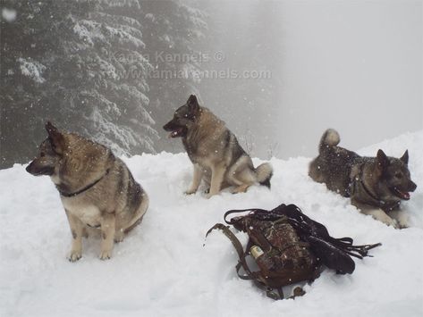 Norwegian Elkhounds, Norwegian Elkhound, Family Cabin, Dog Camping, Grimm, Norway, Dog Breeds, Cabin, Horses