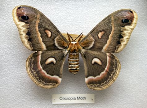 Pinned Moth, Moth Reference, Moth Brown, Brown Moth, Moth Painting, Leopard Moth, Study Reference, Cecropia Moth, Atlas Moth