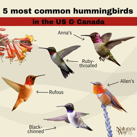 Discover the world of hummingbirds with our guide to the five most common species in the US and Canada. Learn to identify Ruby-throated, Anna's, Black-chinned, Rufous, and Allen's Hummingbirds. Understand their habitats, diets, and nesting habits, and get tips on attracting them with hummingbird feeders. Hummingbird Species, Hummingbird Nests, Anna's Hummingbird, Flight Patterns, Ruby Throated Hummingbird, Diy Bird Feeder, Black Patch, Tiny Bird, How To Attract Hummingbirds