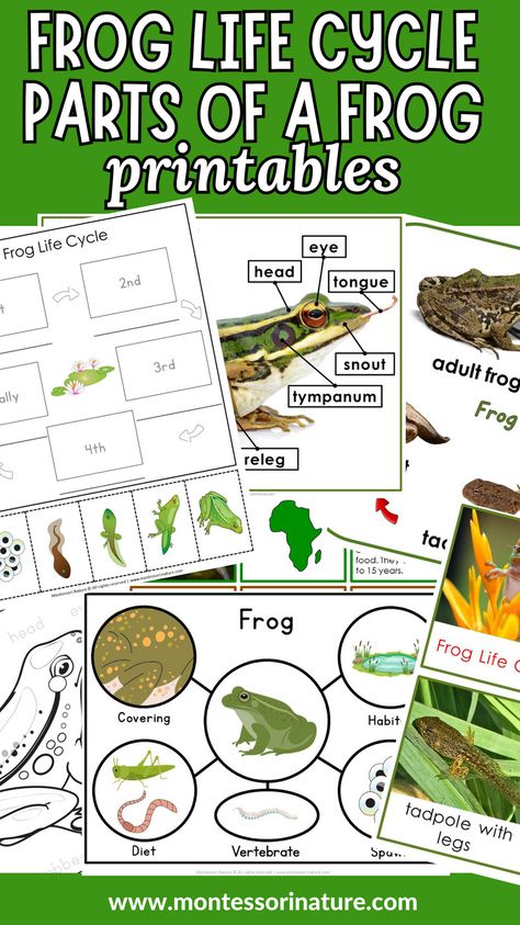 These resources are perfect for preschool, kindergarten, and Grade 1 students, providing them with 3 part cards, information cards, student booklets, and diagrams about frog life cycle, anatomy, types of frogs, and frog characteristics. These printables are a wonderful addition to a Spring Unit, wetlands study, Second Great lesson, or any other curriculum that focuses on nature and wildlife. Free Frog Life Cycle Printable, Animal Life Cycles Preschool, Frog Montessori, Frog Life Cycle Printable, Frog Unit Study, Different Types Of Frogs, Frog Anatomy, Frog Life Cycle Activities, Life Cycles Kindergarten