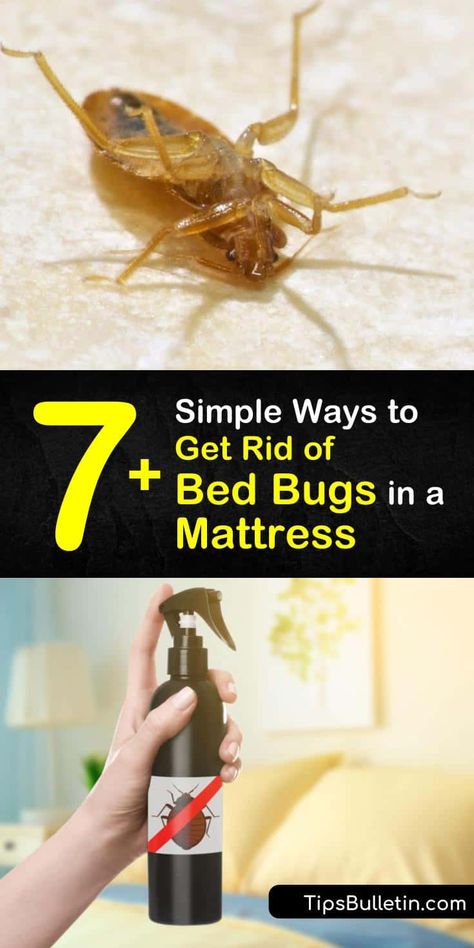 Bed Bug Remedies, Homemade Insecticide, Signs Of Bed Bugs, Get Rid Of Bed Bugs, Bed Bug Spray, Bug Infestation, Bug Spray Recipe, Diatomaceous Earth Food Grade, Diy Household Cleaners