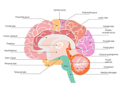 Brain Diagram The Brain Diagram, Brain Diagram, Neet Notes, Brain Design, Science Diagrams, Art Homework, Cells Worksheet, Basal Ganglia, Occipital Lobe