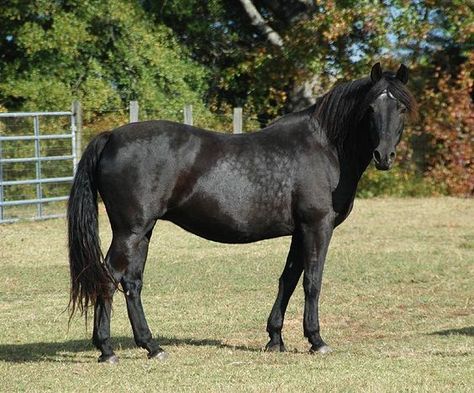 Twd Aesthetic, Morgan Horses, Horse Coats, Morgan Horse, Horse Inspiration, Horse Boarding, Black Shades, Black Horses, Horse World