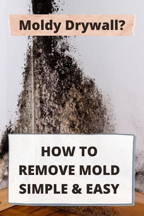 How To Remove Black Mold From Walls, How To Get Rid Of Black Mold On Walls, Mold Removal From Walls, Black Mold Removal Drywall, Kill Mold On Walls, How To Get Rid Of Black Mold, Removing Mold From Walls, How To Remove Mold From Walls, Mold Killer Diy