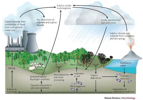 Nutrient Cycles | Biogeo Chemical Cycles Sulphur Cycle, Land Forms, Nutrient Cycle, Trophic Level, Figure Illustration, Nitrogen Fixation, Nitrogen Cycle, Carbon Cycle, Aquatic Ecosystem