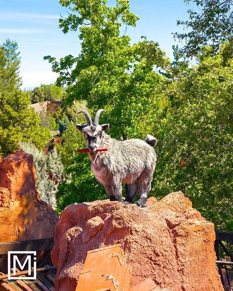 MAGICAL IMAGERY ╳ JONATHAN on Instagram: “/ BILLY THE DISNEY GOAT is a character found at all four versions of Big Thunder Mountain Railroad. 🧨🐐 ◦ 📍BIG THUNDER MOUNTAIN RAILROAD -…” Disney Adventureland, Oogie Boogie Costume, Big Thunder Mountain Railroad, Thunder Mountain Railroad, Big Thunder Mountain, Disneyland Photography, Disney World Attractions, Thunder Mountain, Dnd Campaign