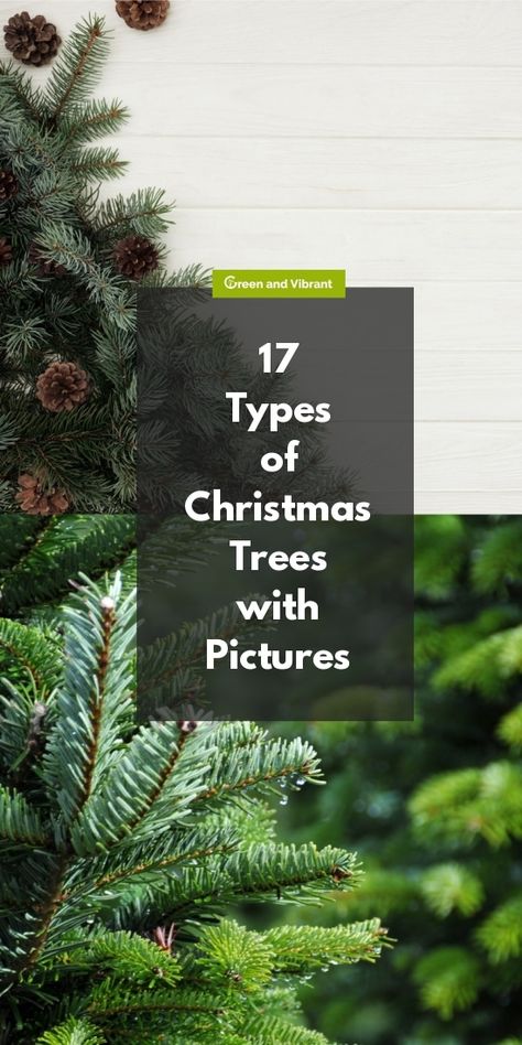 17 Types of Christmas Trees with Pictures Types Of Christmas Trees Real, Christmas Tree Types, Homestead Plans, Christmas Trees For Sale, Plant Obsession, White House Christmas Tree, Dreamy Christmas, Types Of Houseplants, Types Of Christmas Trees