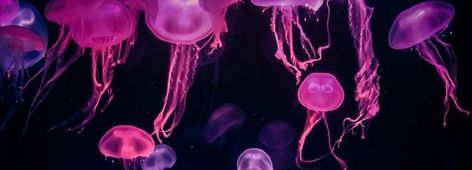 Tumblr Banner, Facebook Header, Pink Jellyfish, Apocalypse Art, Cute Headers For Twitter, Jellyfish Art, Vintage Flowers Wallpaper, Twitter Header Pictures, Twitter Header Photos